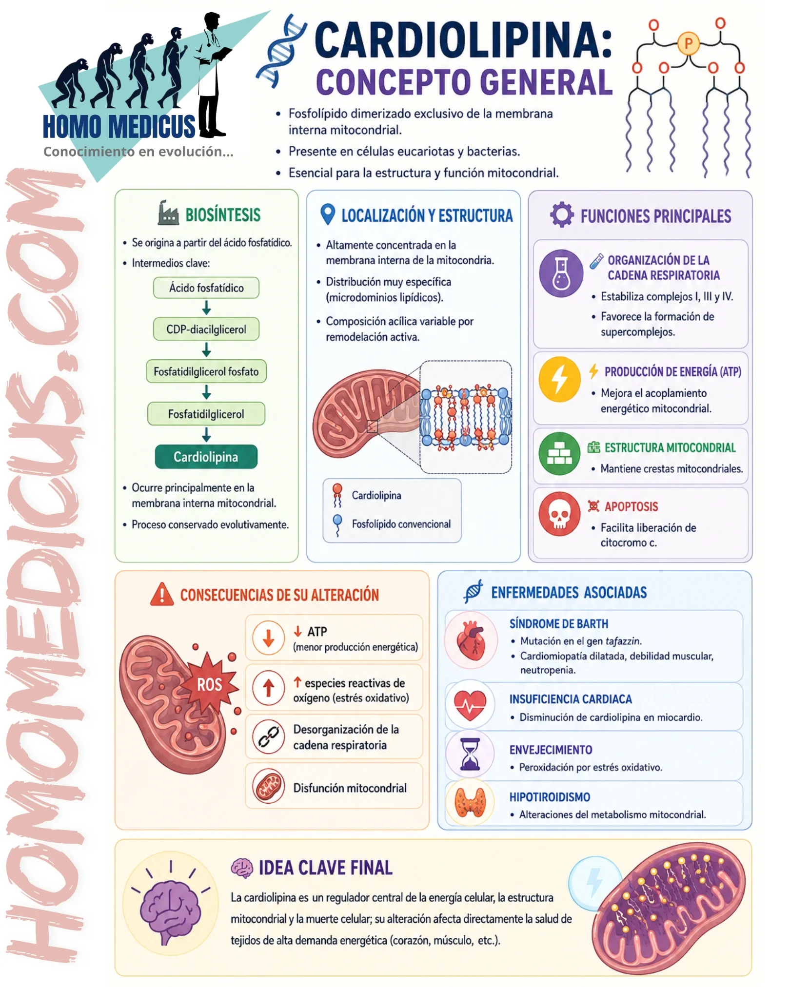 CARDIOLIPINA CARDIOLIPINA