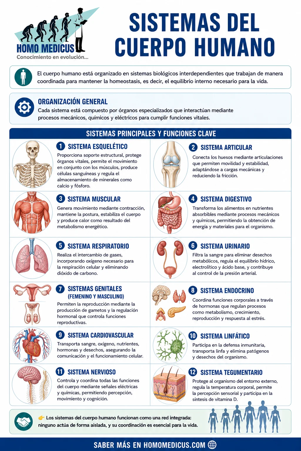 SISTEMAS DEL CUERPO HUMANO 