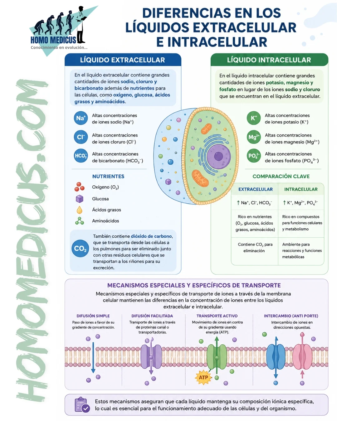 DIFERENCIA EN LOS LÍQUIDOS INTRACELULAR Y EXTRACELULAR