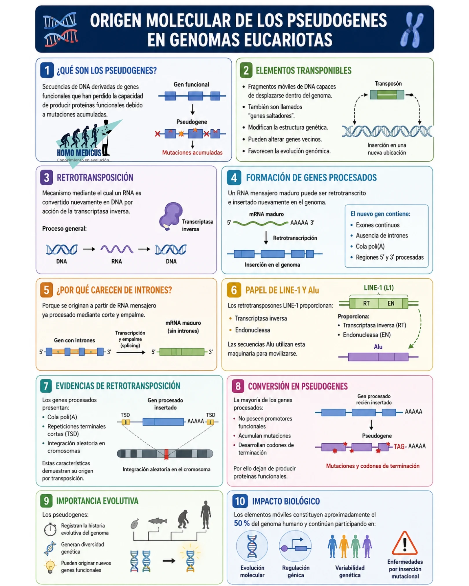 Origen Molecular de los Pseudogenes en Genomas Eucariotas
