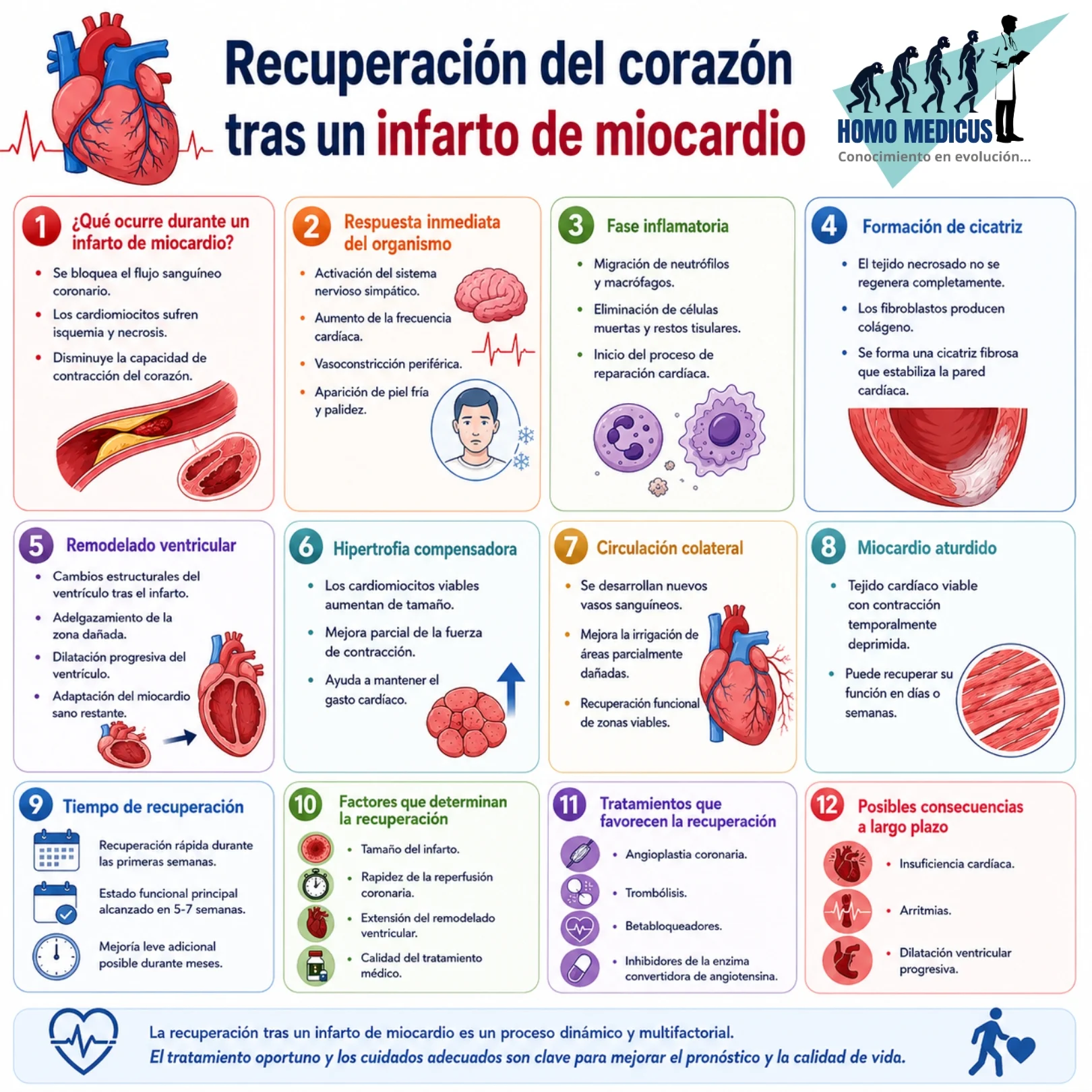 RECUPERACIÓN DEL CORAZÓN TRAS UN INFARTO DE MIOCARDIO 