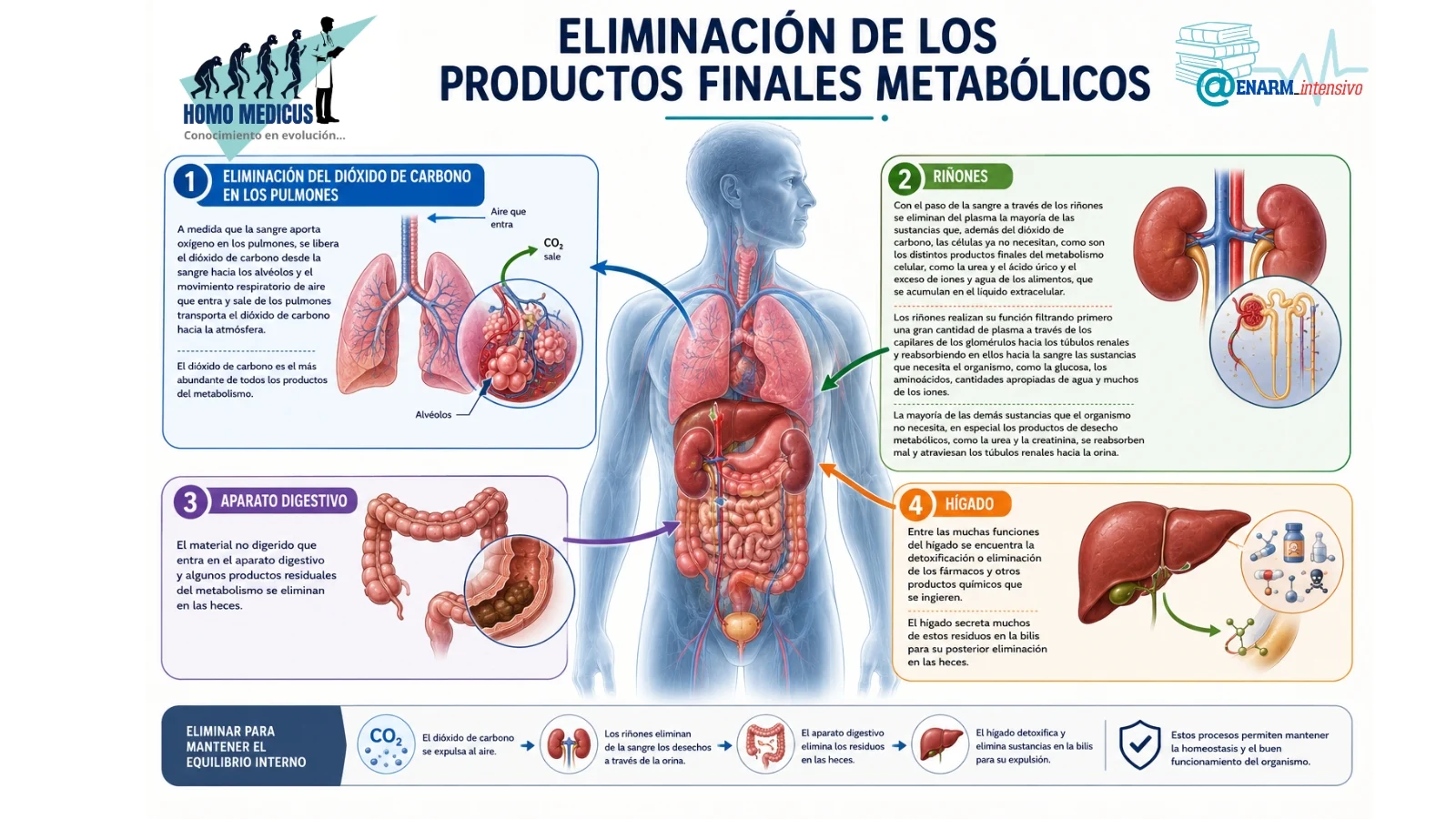 Eliminación de productos finales metabólicos Eliminación de productos finales metabólicos