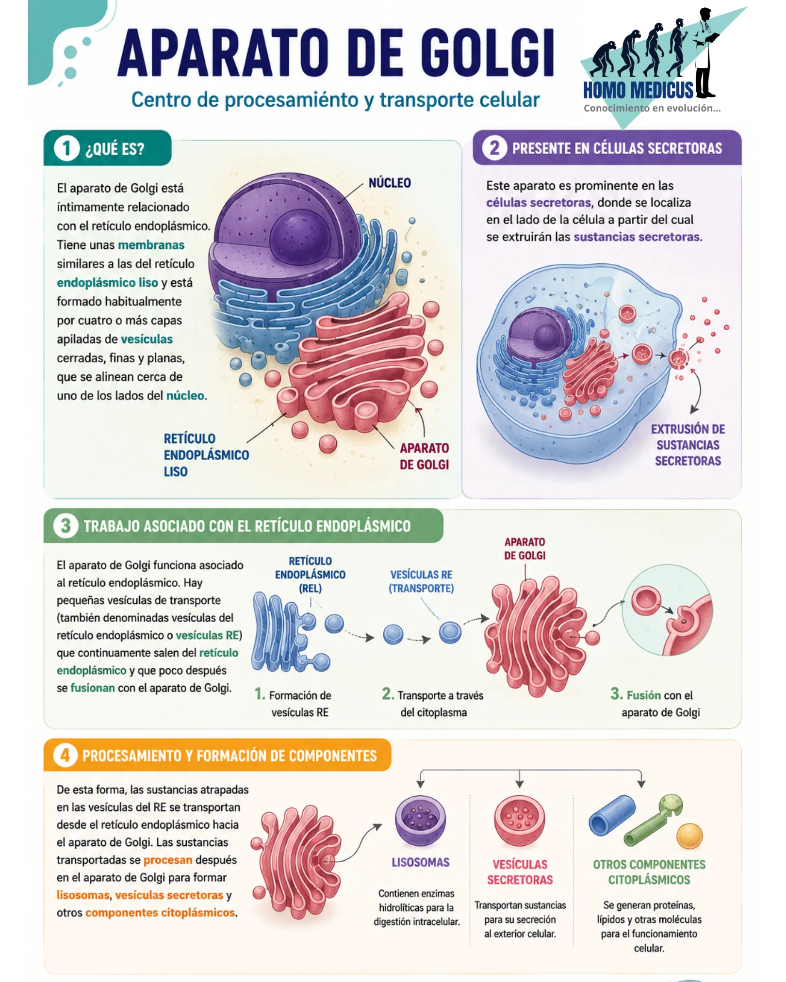 APARATO DE GOLGI