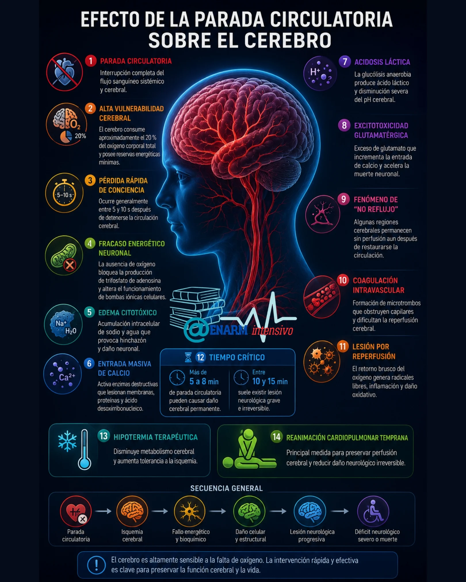 EFECTO DE LA PARADA CIRCULATORIA SOBRE EL CEREBRO