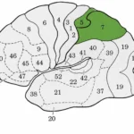 Áreas de asociación somatosensitiva