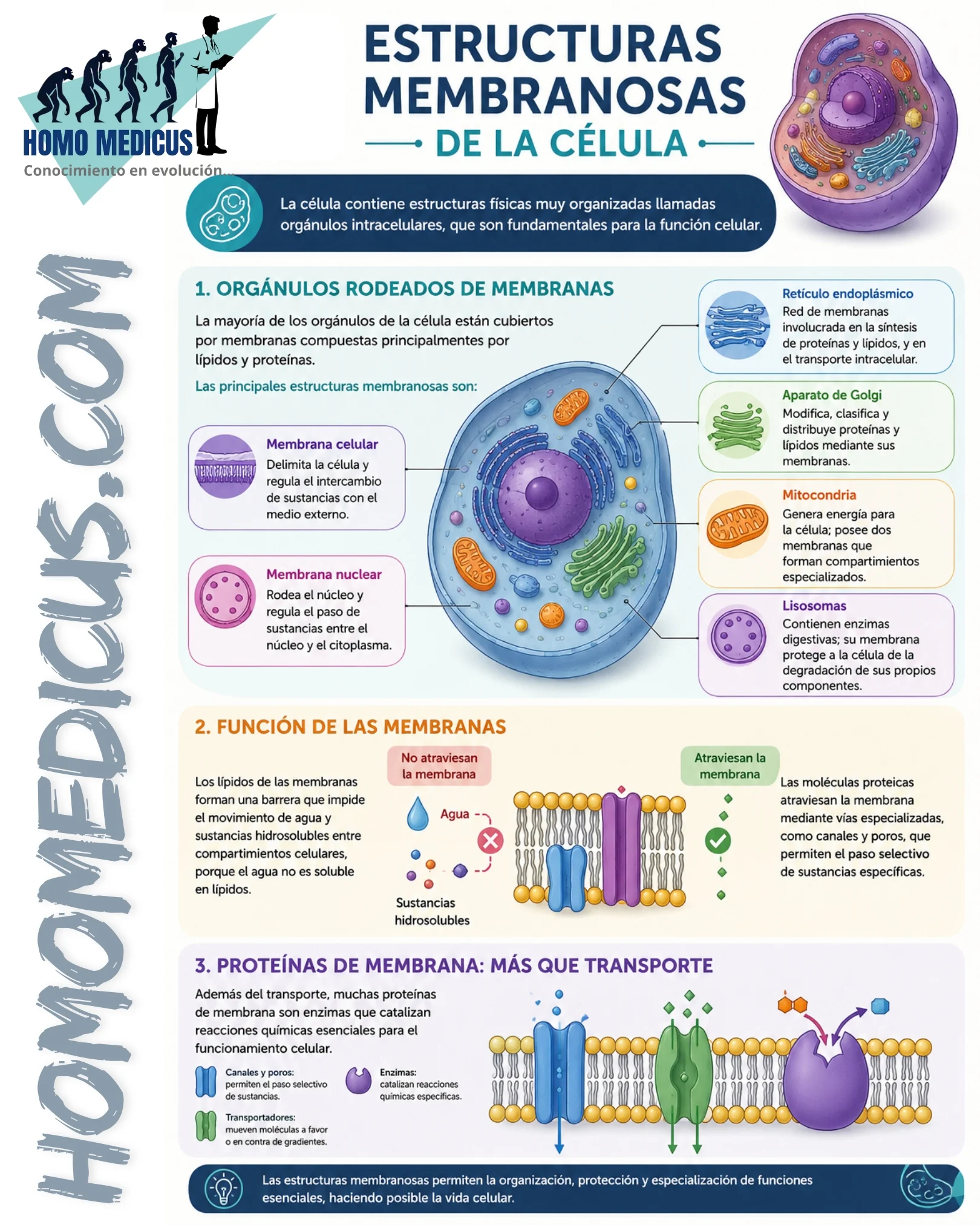 ESTRUCTURAS MEMBRANOSAS DE LA CÉLULA