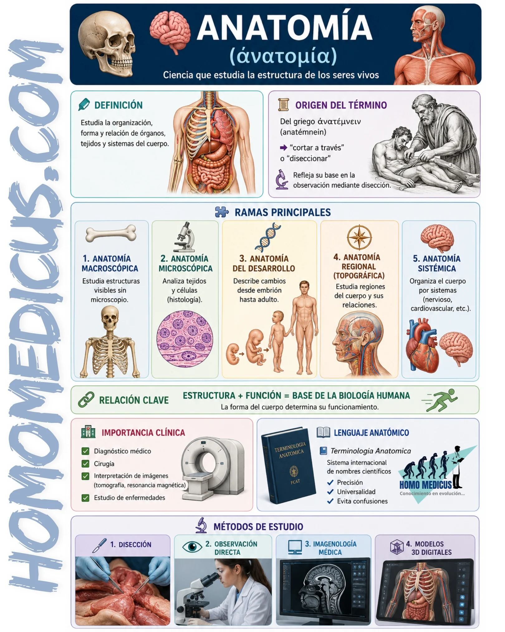 SIGNIFICADO DE LA PALABRA ANATOMÍA