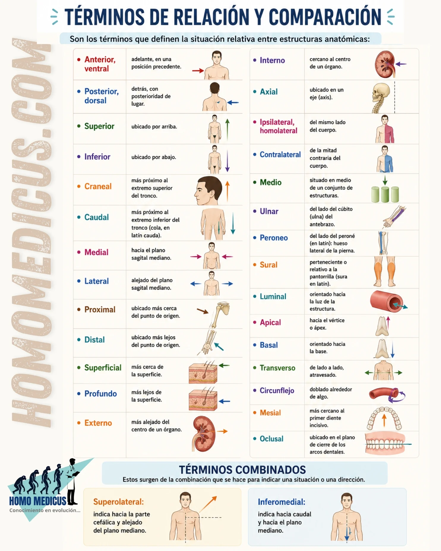 TÉRMINOS ANATÓMICOS DE RELACIÓN Y COMPARACIÓN 