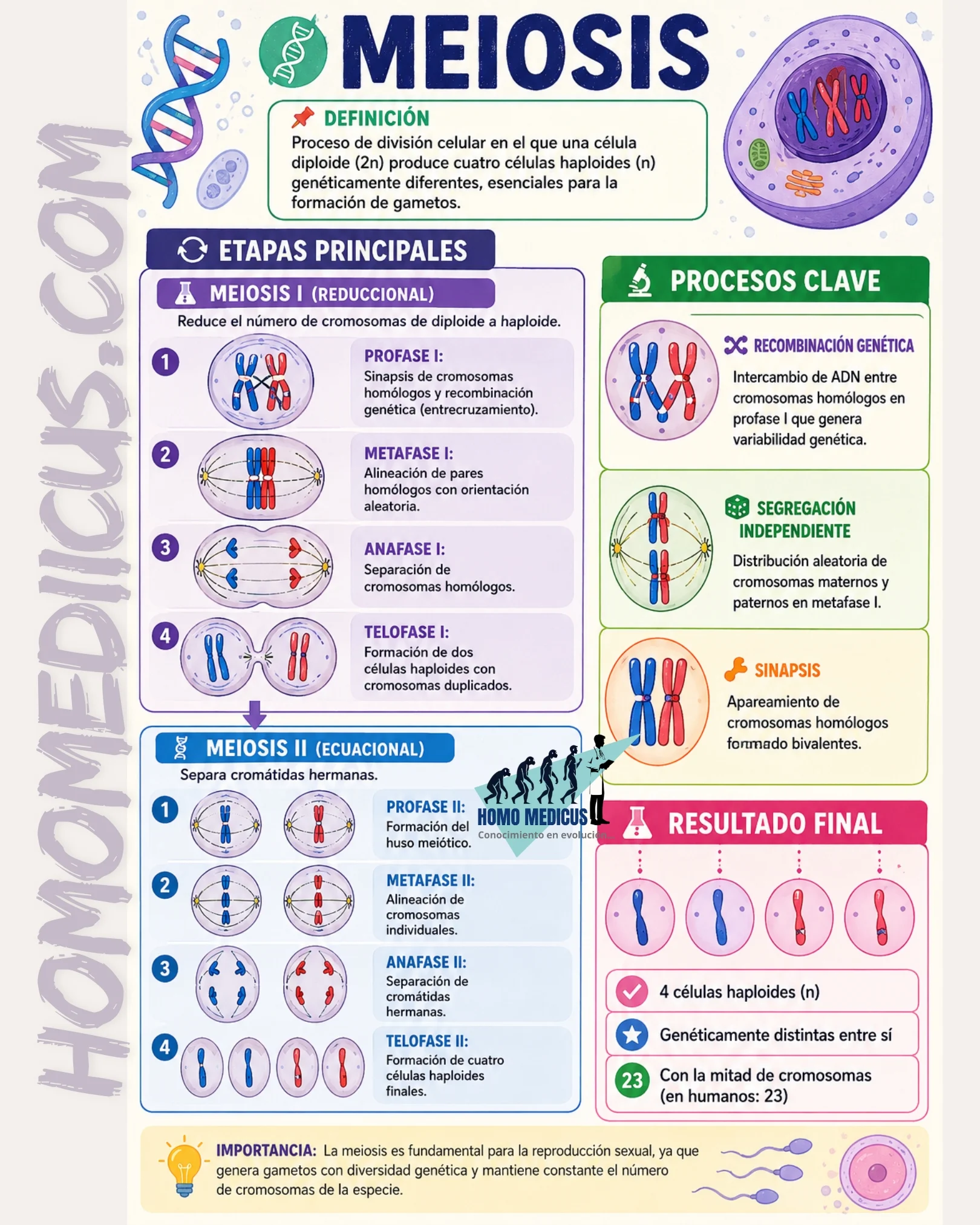 MEIOSIS