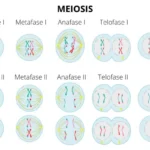Meiosis
