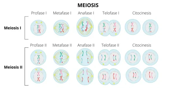 Meiosis