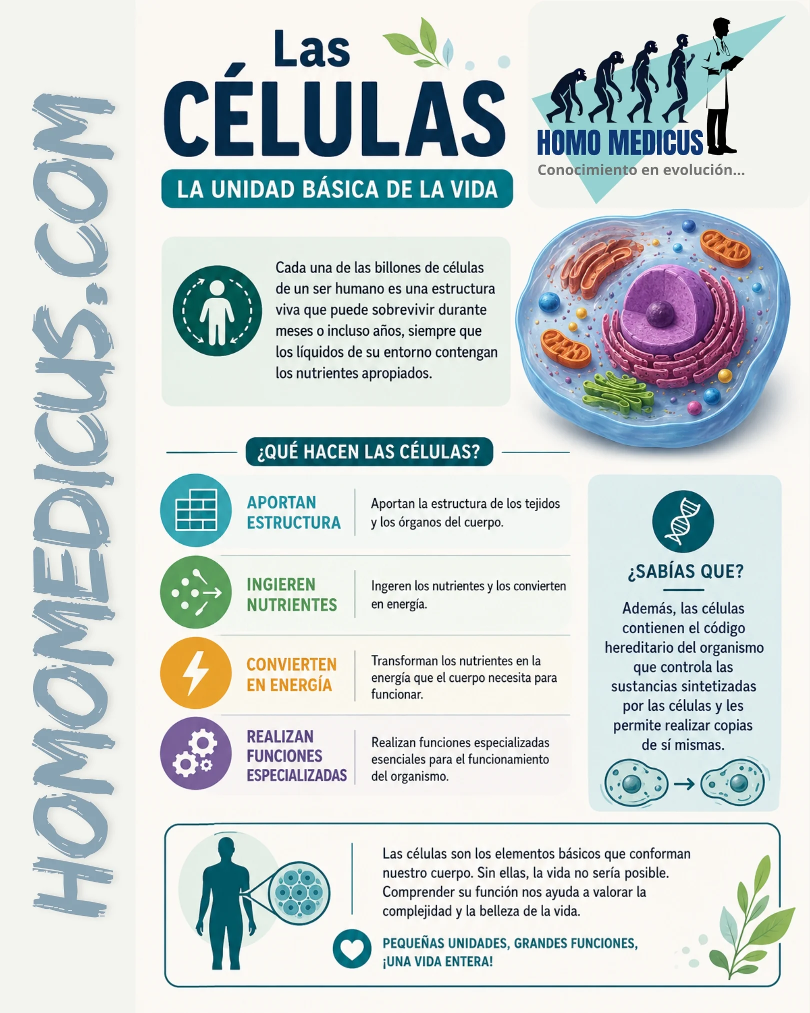 LAS CÉLULAS LAS CÉLULAS
