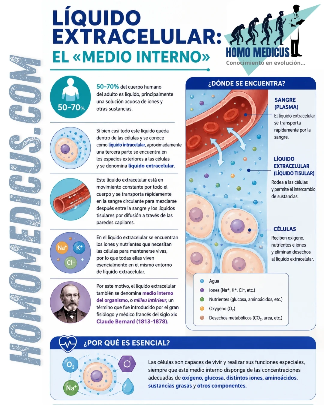Líquido extracelular