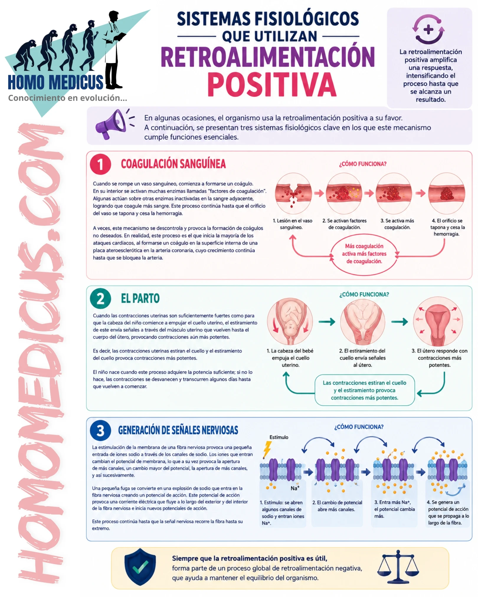 RETROALIMENTACIÓN POSITIVA RETROALIMENTACIÓN POSITIVA