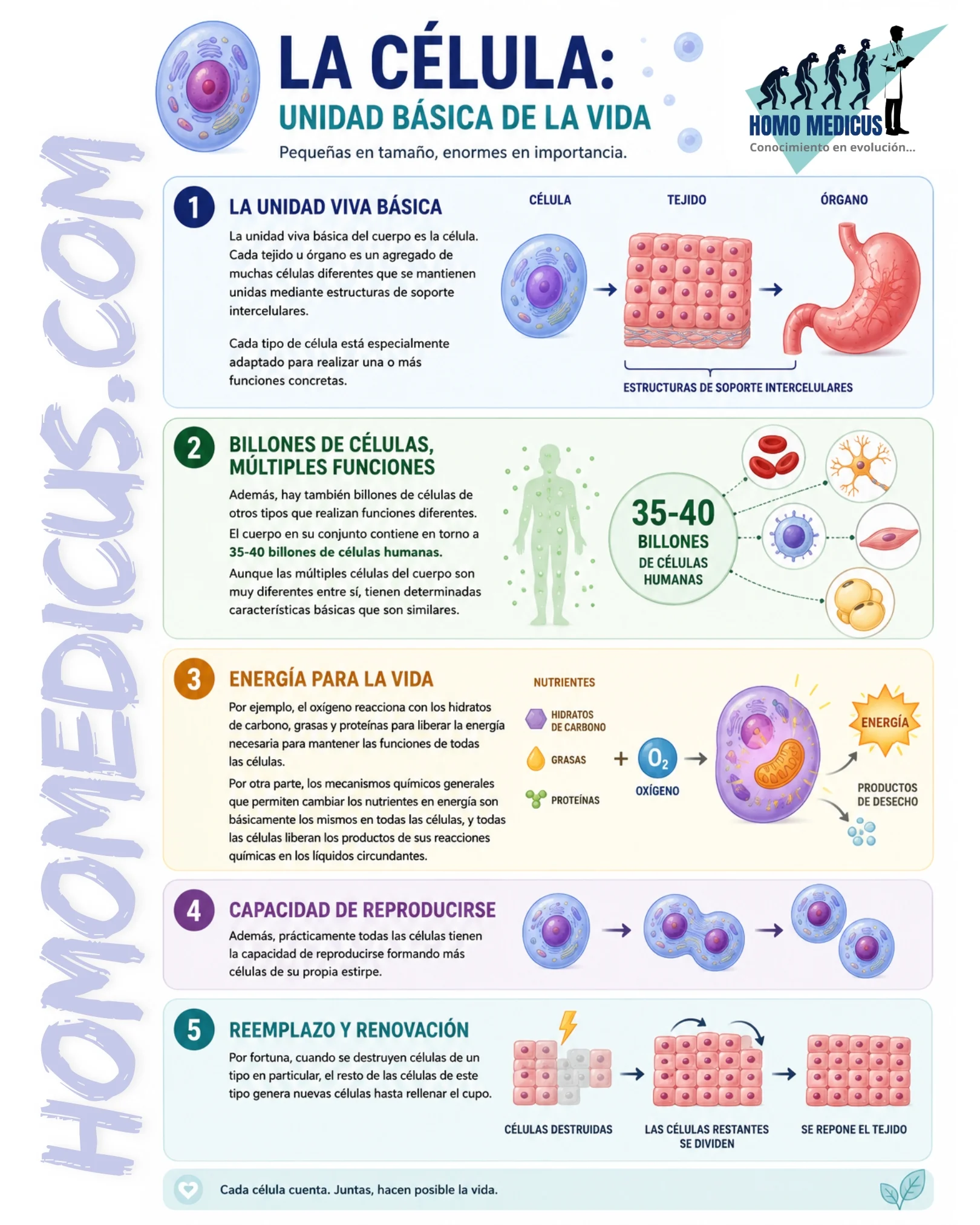 La célula como unidad viva fundamental del cuerpo humano