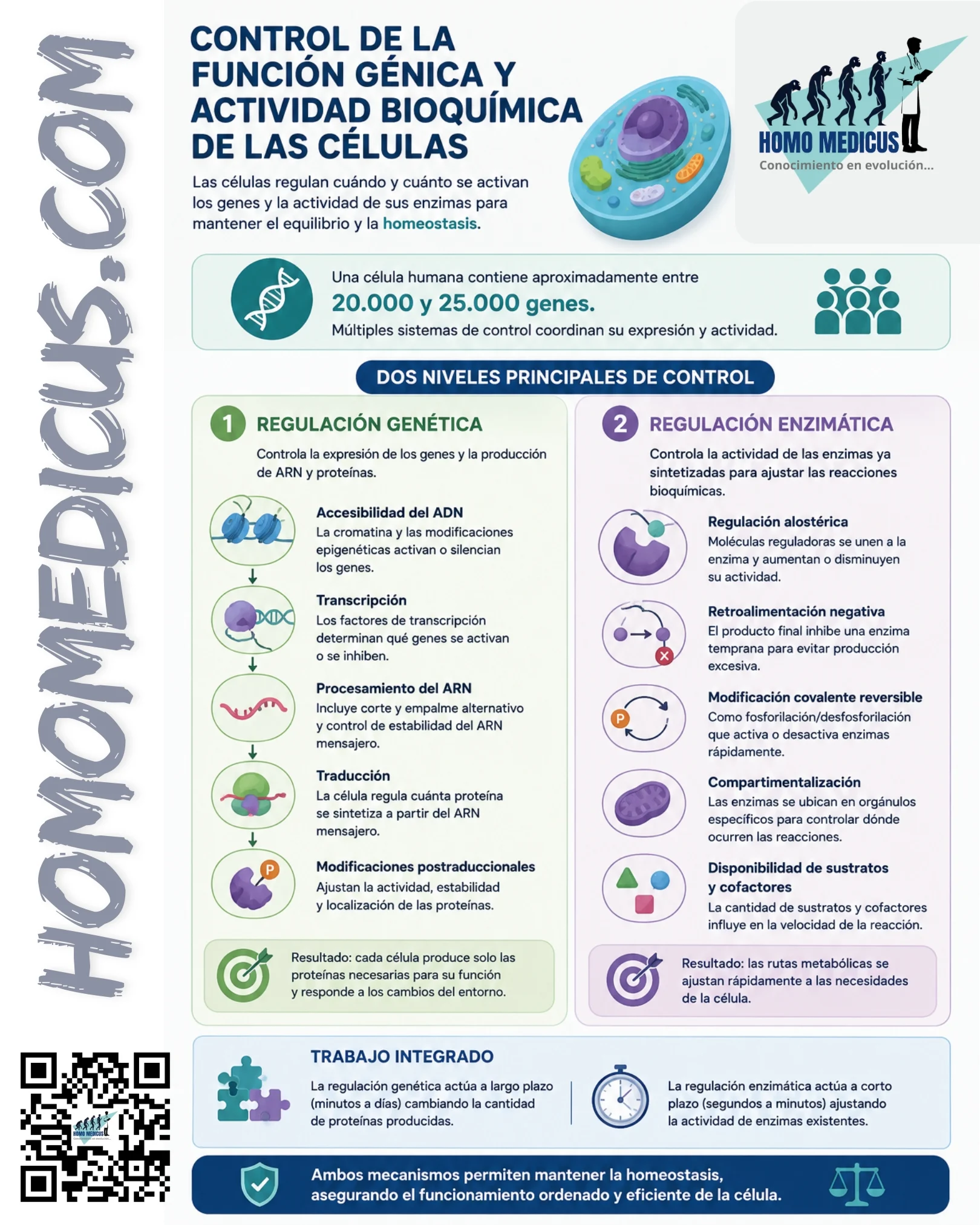CONTROL DE LA FUNCIÓN GÉNICA Y ACTIVIDAD BIOQUÍMICA DE LA CÉLULA