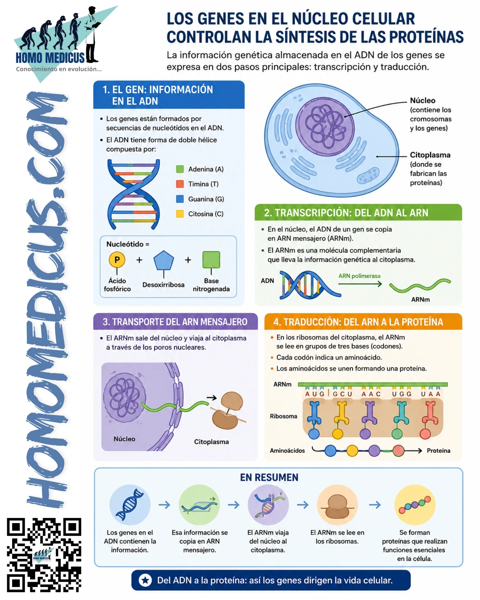 LOS GENES CONTROLAN LA SINTESIS DE LAS PROTEÍNAS 