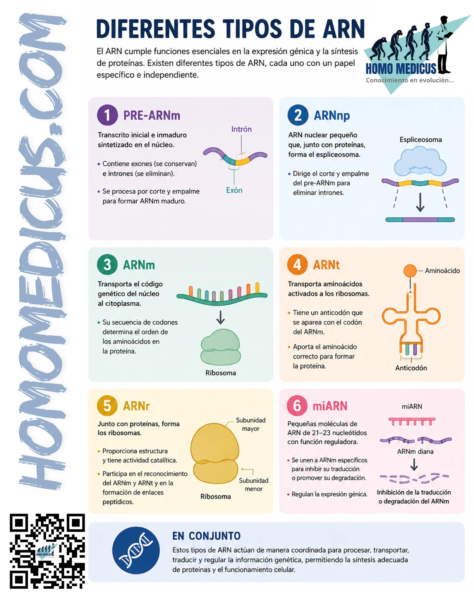DIFERENTES TIPOS DE ARN DIFERENTES TIPOS DE ARN