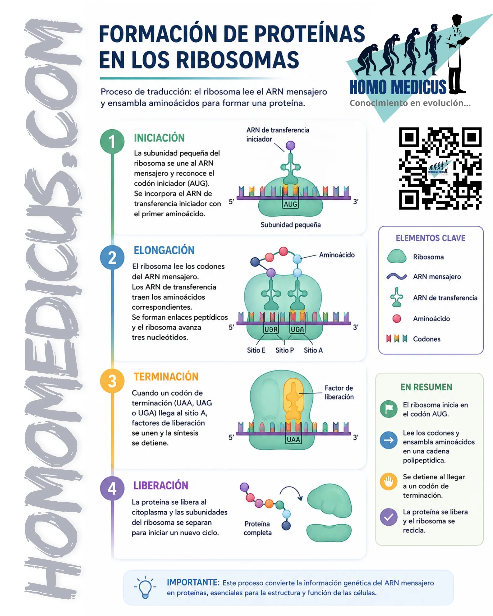 FORMACIÓN DE PROTEÍNAS EN LOS RIBOSOMAS