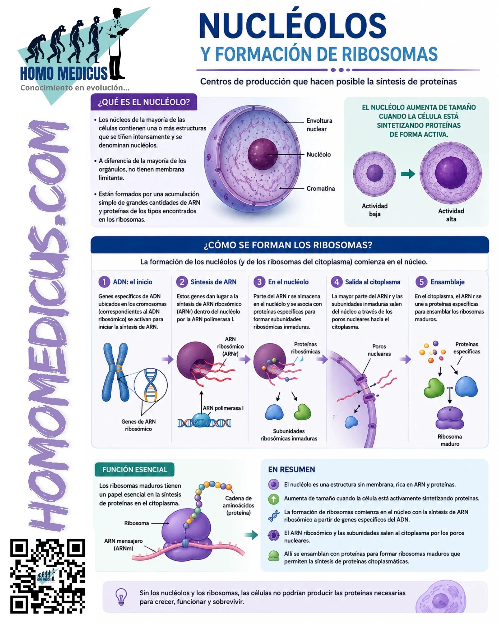 NUCLEÓLOS Y LA FORMACIÓN DE RIBOSOMAS