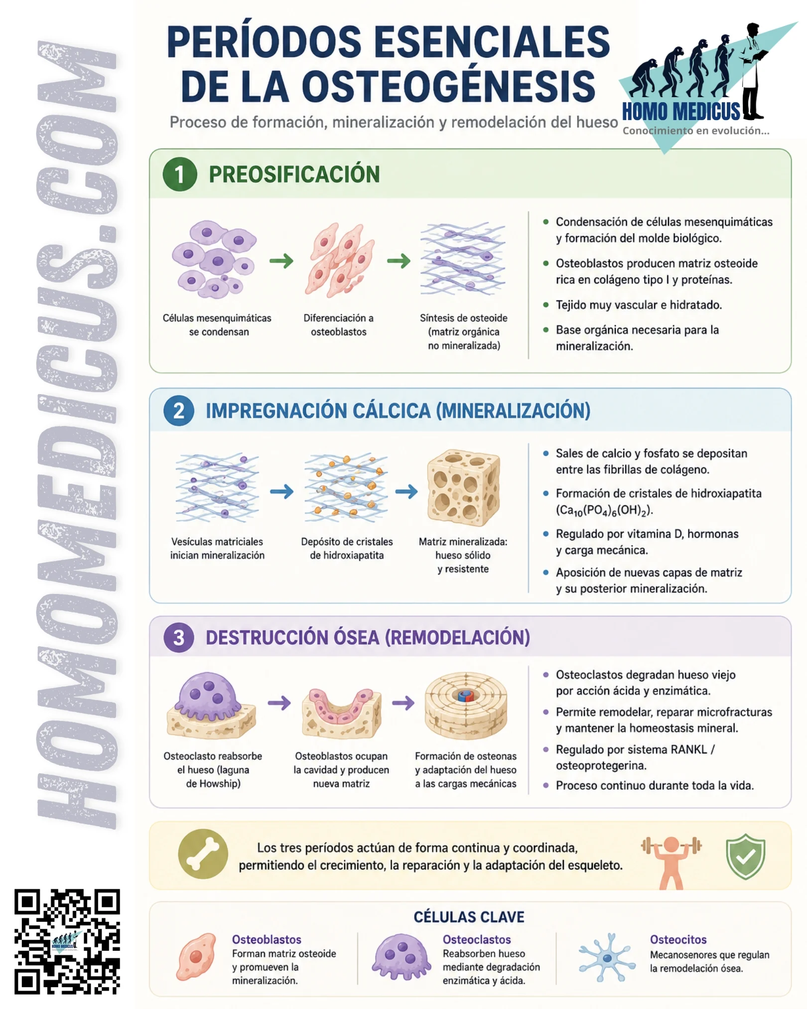 PERIODOS ESENCIALES DE LA OSTEOGÉNESIS