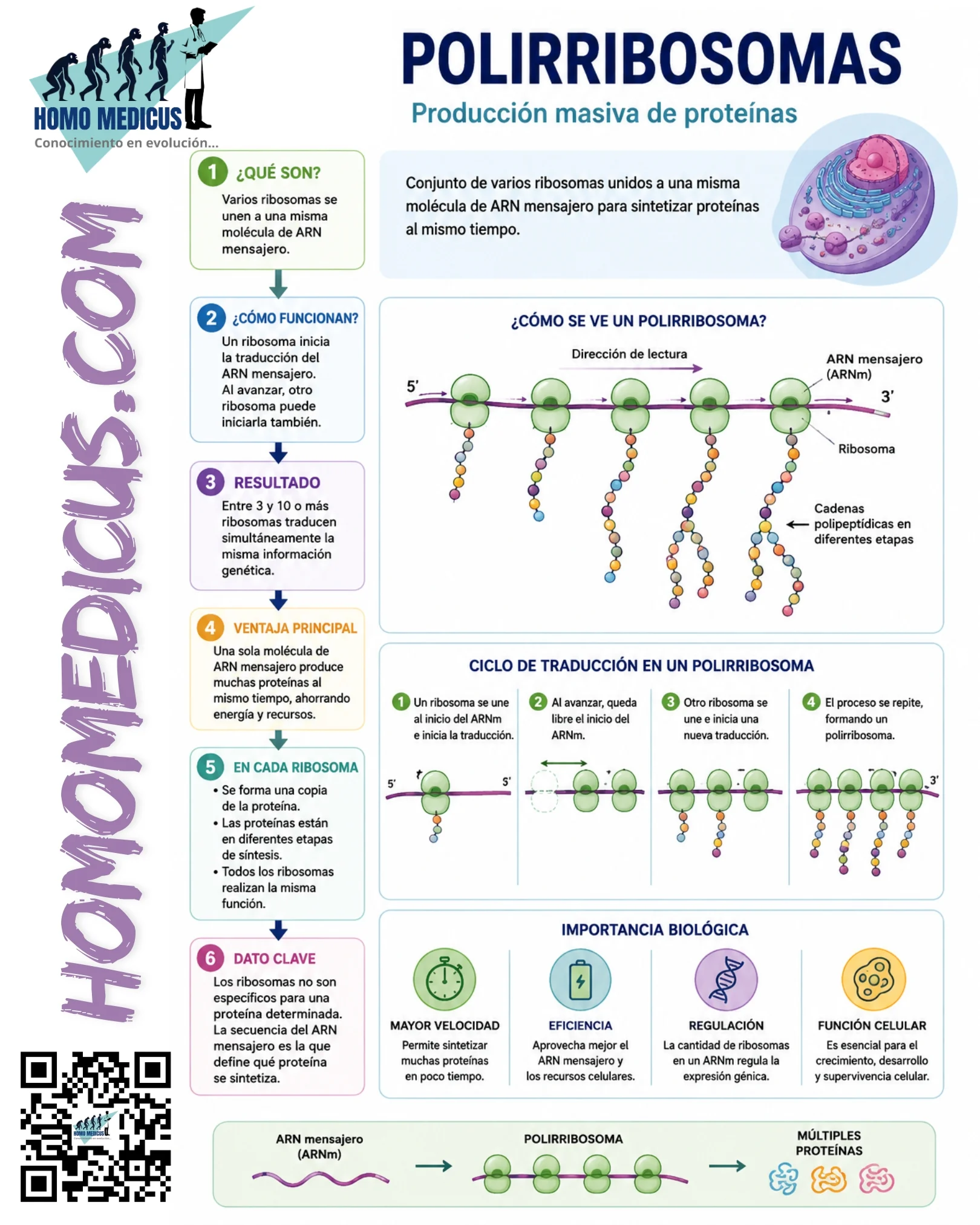 POLIRRIBOSOMAS