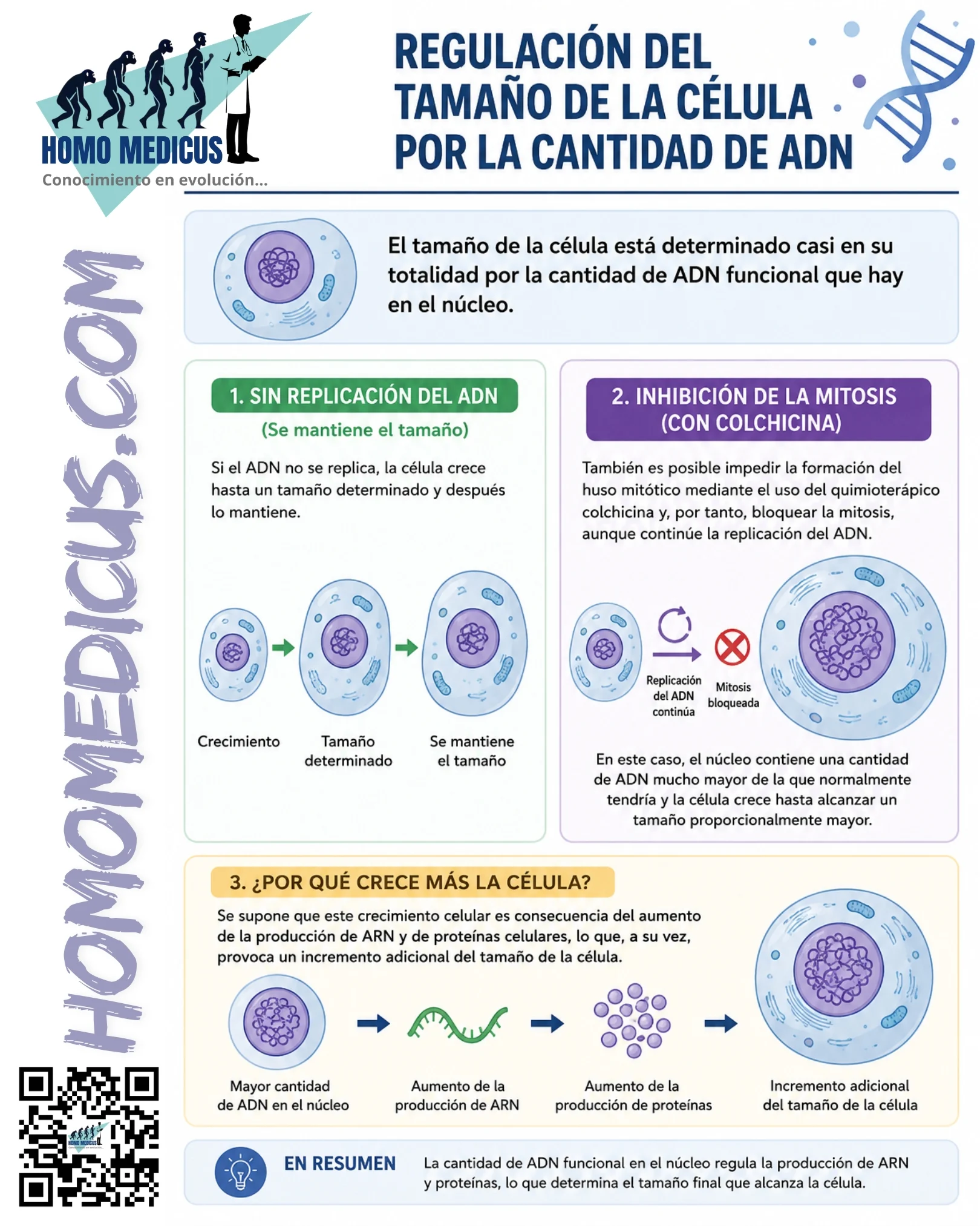 REGULACIÓN DEL TAMAÑO DE LA CELULA POR LA CANTIDAD DE ADN