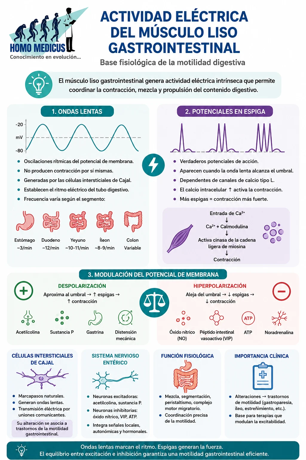 ACTIVIDAD ELÉCTRICA DEL MÚSCULO LISO GASTROINTESTINAL