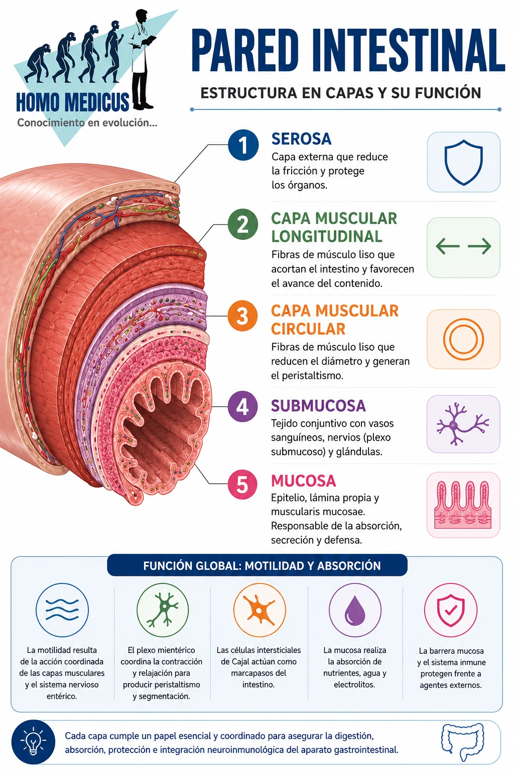 PARED INTESTINAL