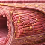 Músculo liso gastrointestinal como sincitio funcional