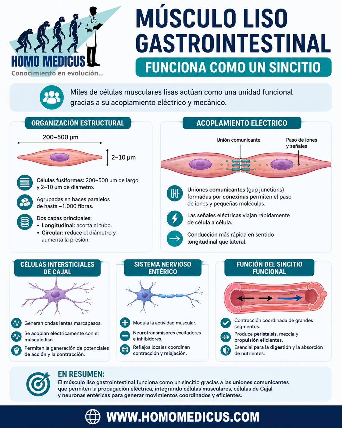 MÚSCULO LISO GASTROINTESTINAL MÚSCULO LISO GASTROINTESTINAL