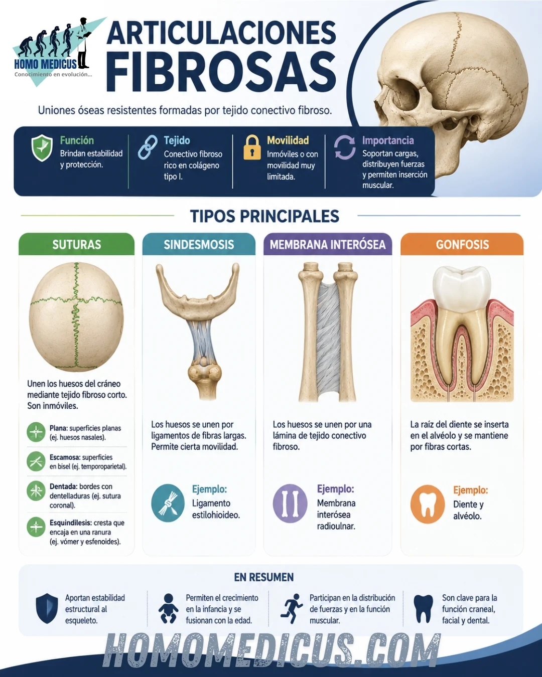 SUTURAS FIBROSAS