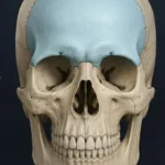 Hueso frontal. Estructura, relaciones y funciones