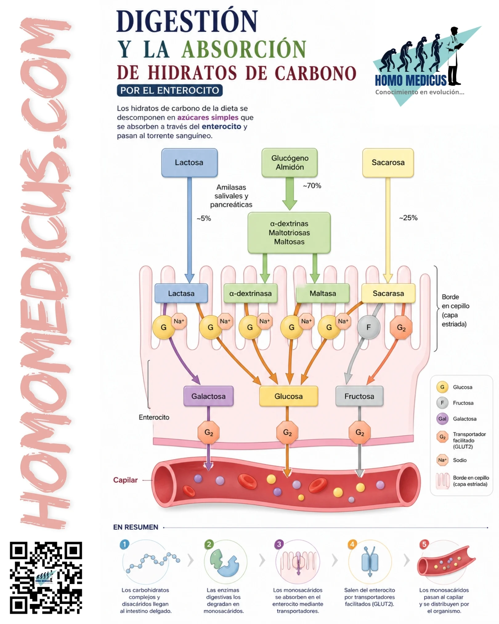 Digestión y absorción de hidratos de carbono por el enterocito Digestión y absorción de hidratos de carbono por el enterocito